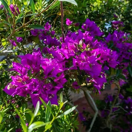 Con Giardino - Accesso Diretto Giunco *