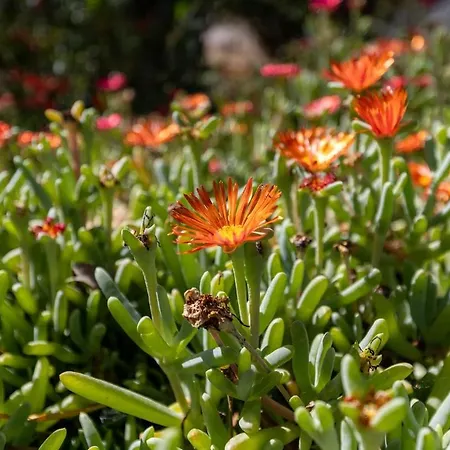 Con Giardino - Accesso Diretto Giunco Carloforte (Isola di San Pietro)